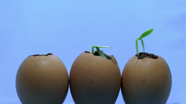 Tiga telur dengan tanaman tumbuh di dalamnya, konsep pengembangan, awal baru berkecambah musim semi — Stok Video
