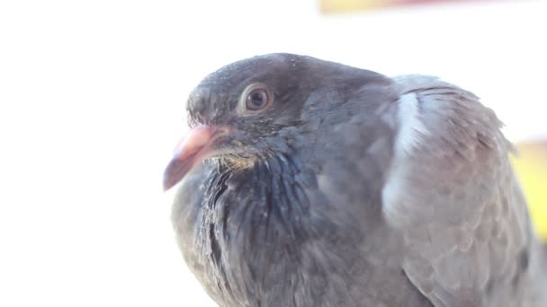 Taube blinzelt und blickt in die Kamera — Stockvideo