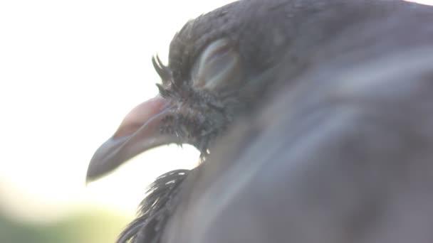 Pájaro soñoliento — Vídeos de Stock