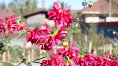 Kırmızı çiçekler ve evleri