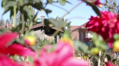 Kırmızı çiçekleri