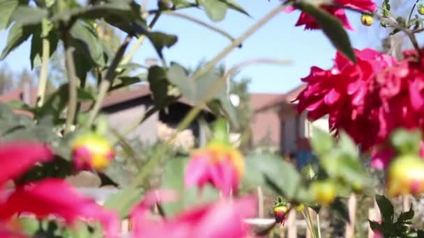 Cultivo de flores rojas — Vídeo de stock