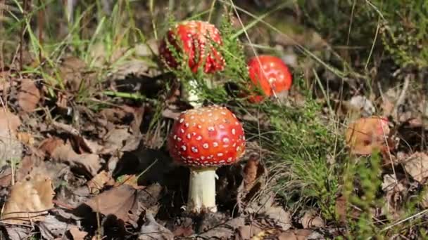Mouche champignons agariques poussant dans la forêt