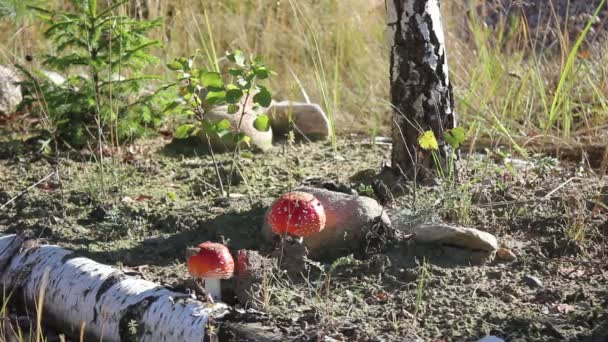 Twee Vliegenzwam paddestoelen groeien onder Birch — Stockvideo