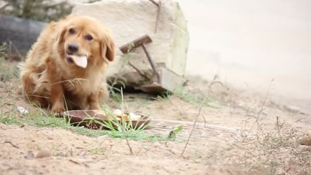 Honger dakloze hond eten — Stockvideo