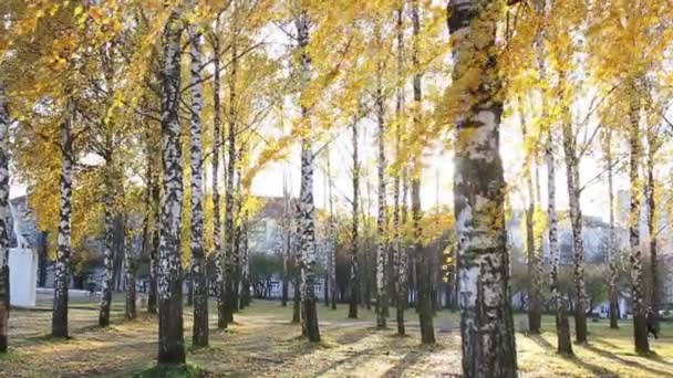 Sarı rüzgarda sallayarak Birches — Stok video