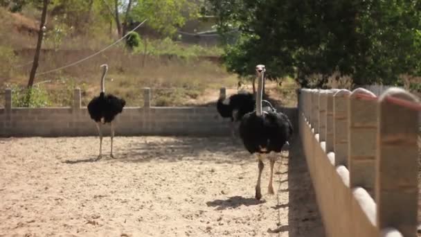 Strauße auf der Farm — Stockvideo