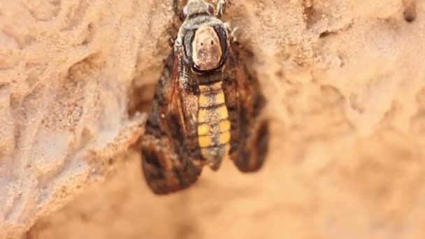 Insecto asustado tratando de defenderse — Vídeos de Stock