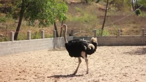 Strutsar på gården — Stockvideo