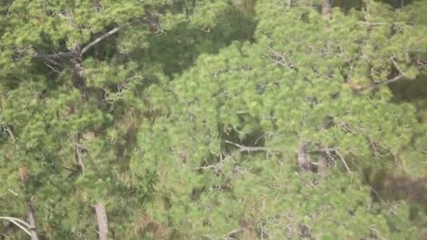 Вид з гори зеленого дерева ялин — стокове відео