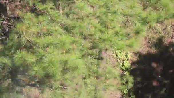 Luchtfoto van bergen groene bomen Firs — Stockvideo