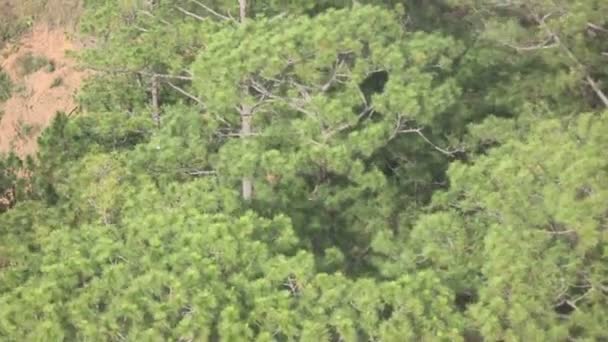 Вид з гори зеленого дерева ялин — стокове відео