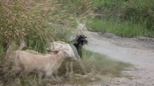 Wilde geiten Running Away — Stockvideo