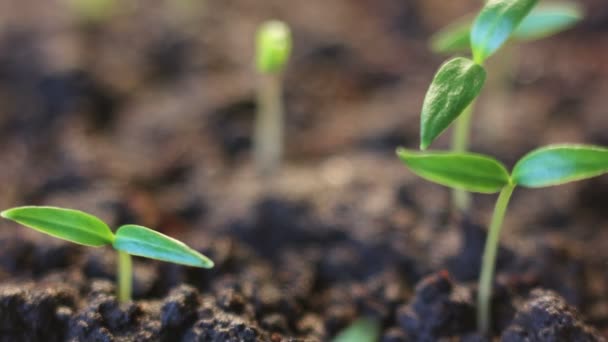 Plantas tempo de crescimento lapso — Vídeo de Stock