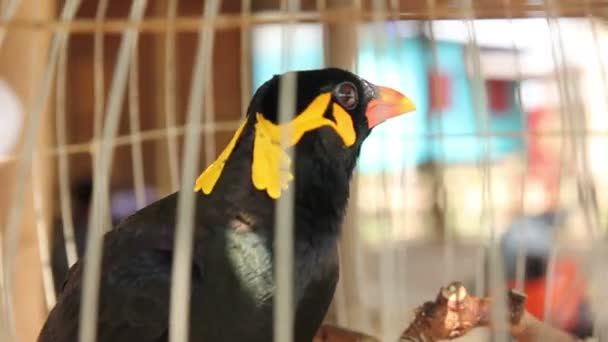 Gracula Religiosa Myne Oiseau parlant dans une cage — Video