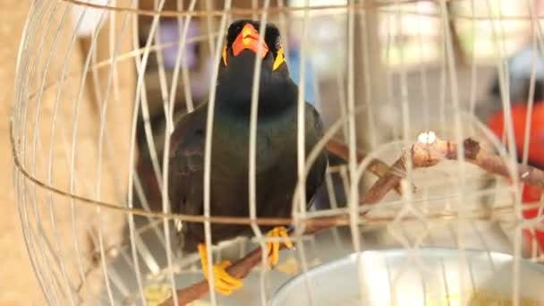 Gracula bileğinde Myne kuş kafeste konuşuyor — Stok video
