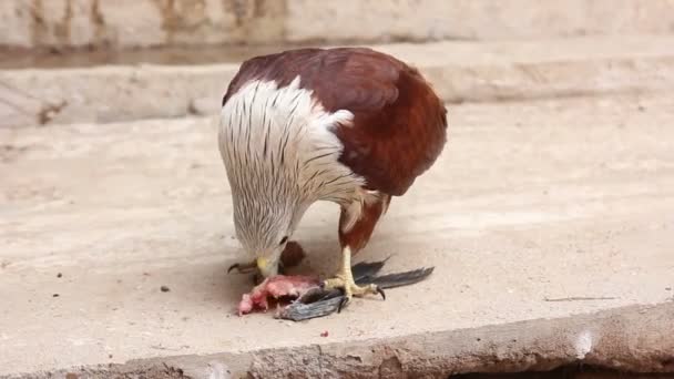 Pájaro halcón comiendo pescado de cerca — Vídeos de Stock