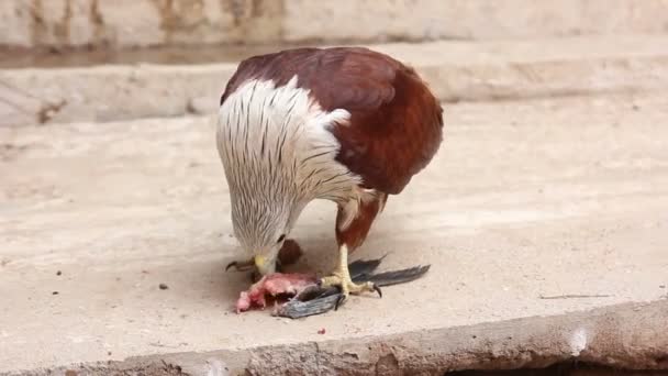 Falco uccello che mangia pesce da vicino — Video Stock