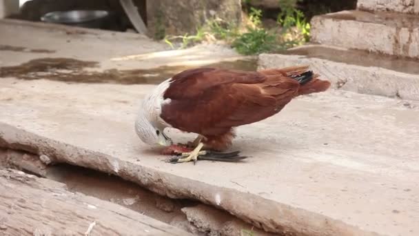 Bird Falcon Eating Fish Close Up — Stock Video