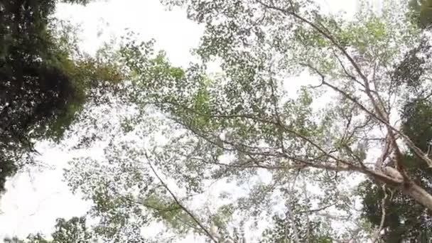 Вращающаяся корона деревьев в джунглях — стоковое видео