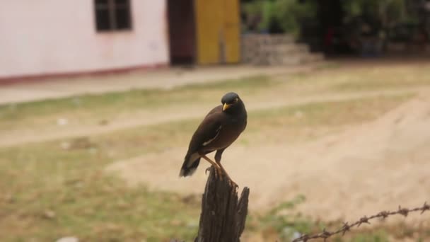 Myne Bird sentado en la valla — Vídeo de stock