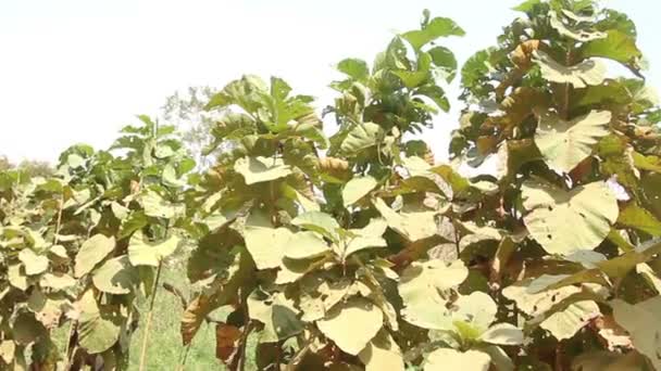 Cultivando grandes lianas en la selva — Vídeo de stock