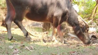Buffalo yemek çimen Asya Laos