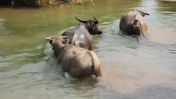 Mekong Nehri Buffalo Yüzme — Stok video