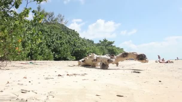 Beautiful Thailand Beach With Rocks Krabi — Stock Video