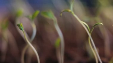 Büyüyen bitkiler zaman atlamalı