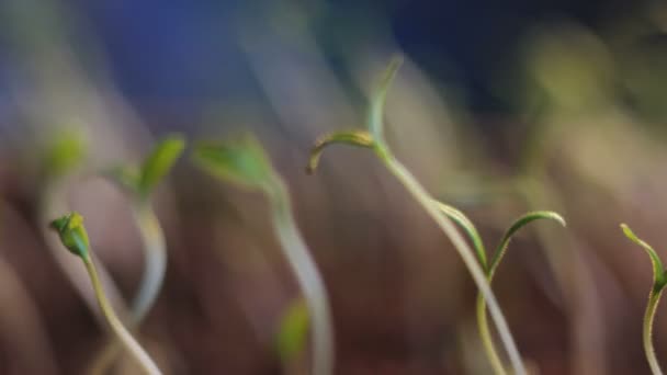 Plantas que crecen lapso de tiempo — Vídeo de stock