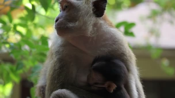 Madre mono con bebé Tailandia — Vídeo de stock