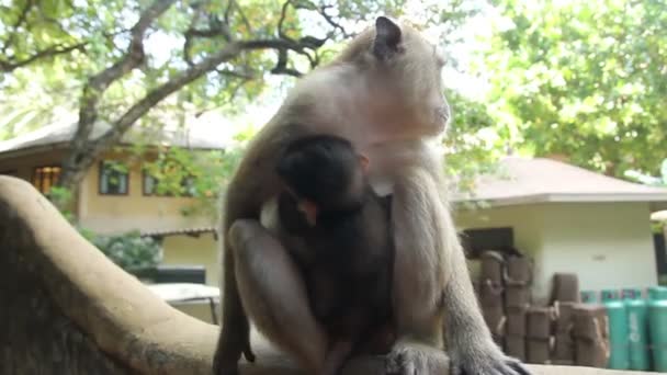 Opice s dítětem jít pryč Thajsko — Stock video