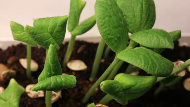 Idő Telik Természet Növekvő Növények Feldolgozására Tavaszi Idő — Stock videók
