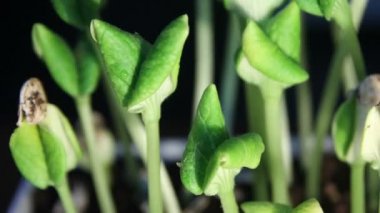 Bitki büyüme kamera için döndürme