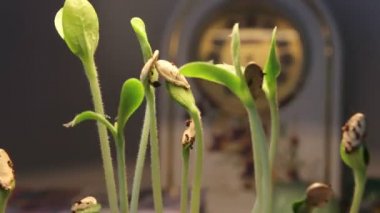 Saati ile arka plan üzerinde büyüyen bitki