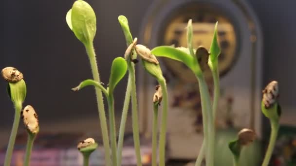 Planta creciendo con el reloj en el fondo — Vídeos de Stock