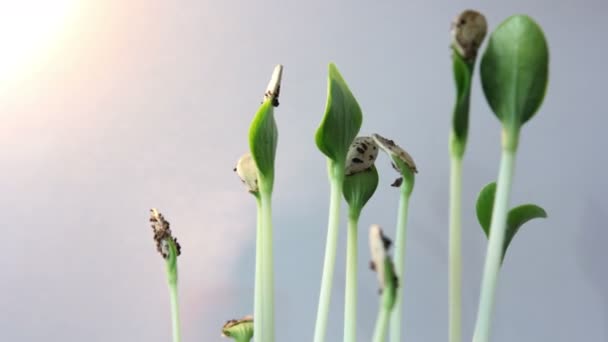 Plantas siguiendo el sol — Vídeos de Stock