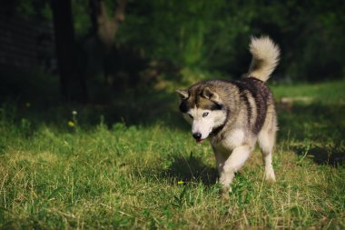 Köpek komik. Siberian dış yapraklar çimenlerin üzerinde çalış.