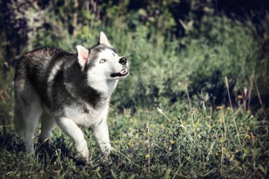 Köpek komik. Siberian dış yapraklar çimenlerin üzerinde çalış.