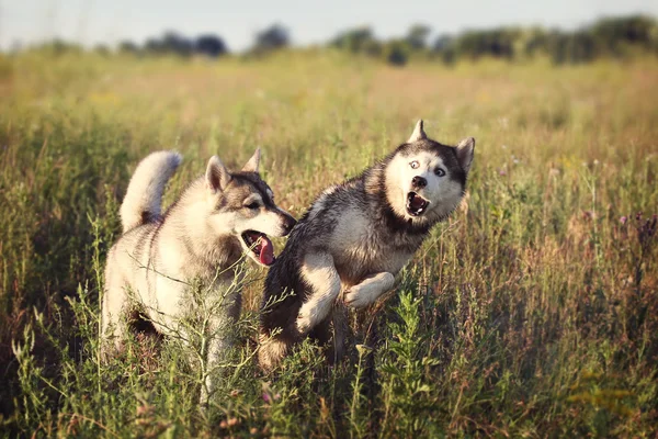 Dos perros felices jugando en la naturaleza. De ojos azules y de ojos marrones husky siberiano . — Foto de Stock