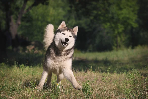 Pes je legrační. Sibiřský husky hraje na trávě. — Stock fotografie