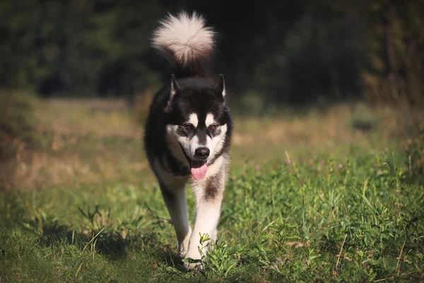 犬は面白いです。アラスカン ・ マラミュートが芝生で遊んで. — ストック写真