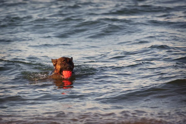漂浮在大海与球的德国牧羊犬. — 图库照片