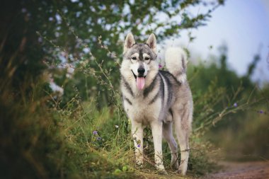 Köpek ormanda duruyor. Siberian dış yapraklar ayakta arıyorsunuz.