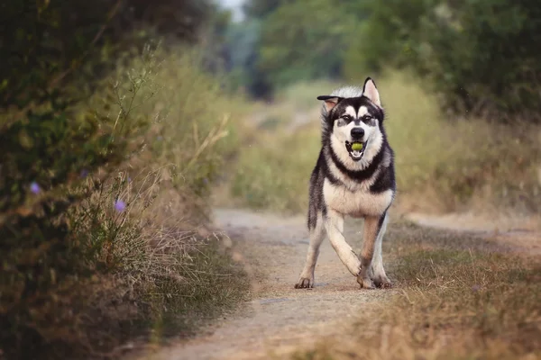 De hond loopt langs het pad in het bos. De Alaskan-Malamute houdt een groene appel in zijn mond. — Stockfoto