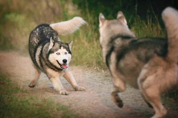 Twee honden plezier spelen. Siberische husky ontsnappen samen. — Stockfoto