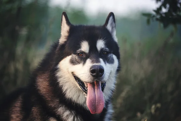 Retrato de cão de perto. Malamute orgulhoso do Alasca . — Fotografia de Stock