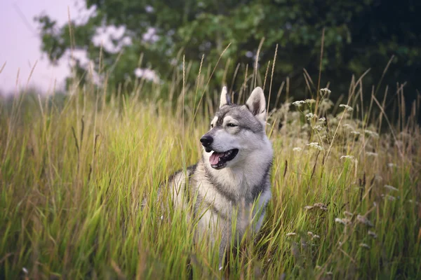 Pes v trávě. Aljašský husky sedí na trávě. — Stock fotografie