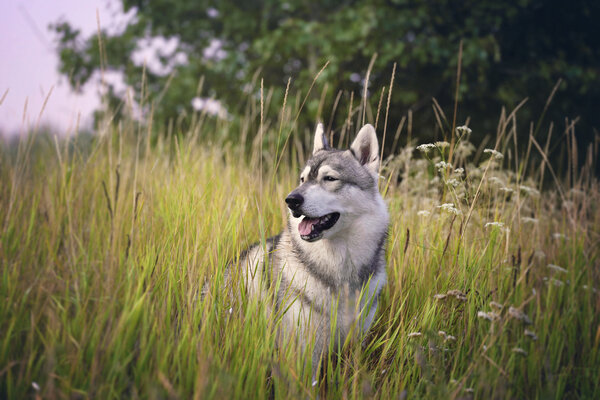 Dog in the grass. Alaskan husky sitting on the grass.